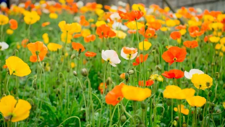 上海景区春日玩法又上新