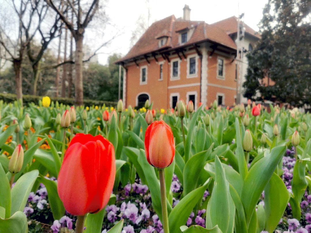 小马路上的小花园,串起一条citywalk线路