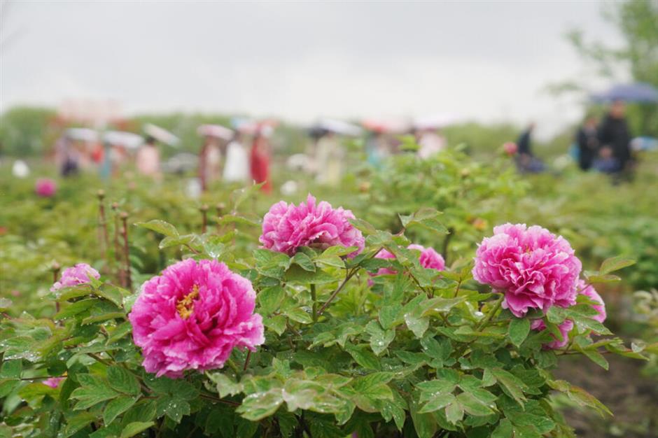 上海景区春日玩法又上新