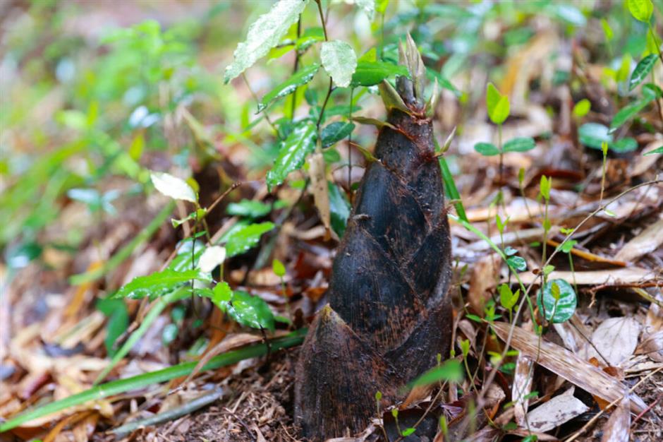上海景区春日玩法又上新