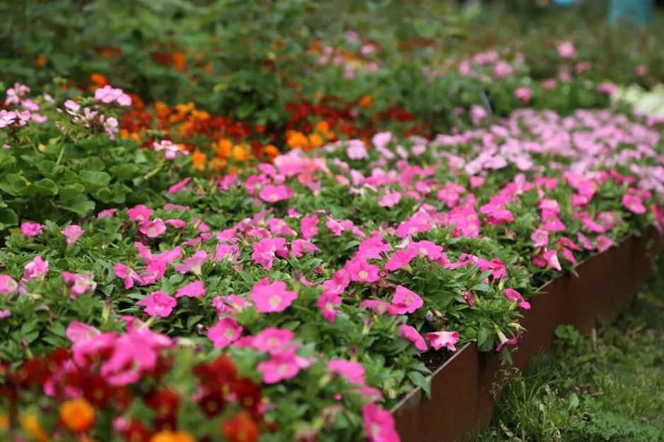 大片来袭!2024上海(国际)花展如期而至