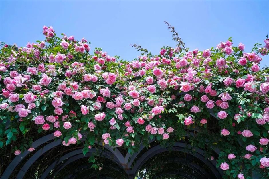 大片来袭!2024上海(国际)花展如期而至