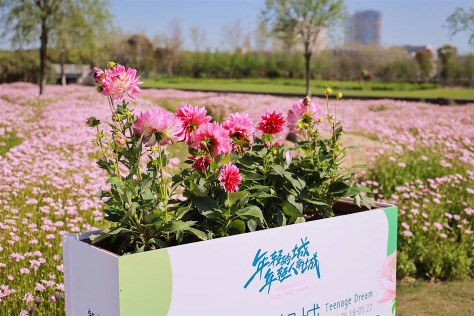 大片来袭!2024上海(国际)花展如期而至