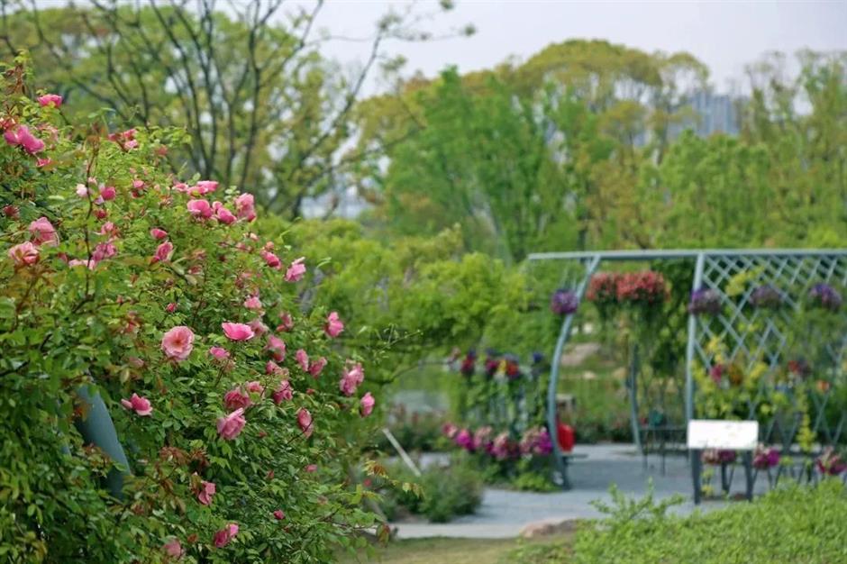 大片来袭!2024上海(国际)花展如期而至