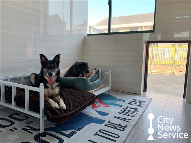 [Hai Lights] 7 friendly pet sitting and boarding services