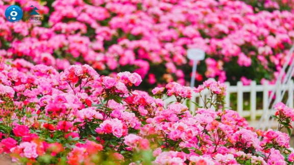 Roses exhibition in full bloom in Hangzhou - City News Service