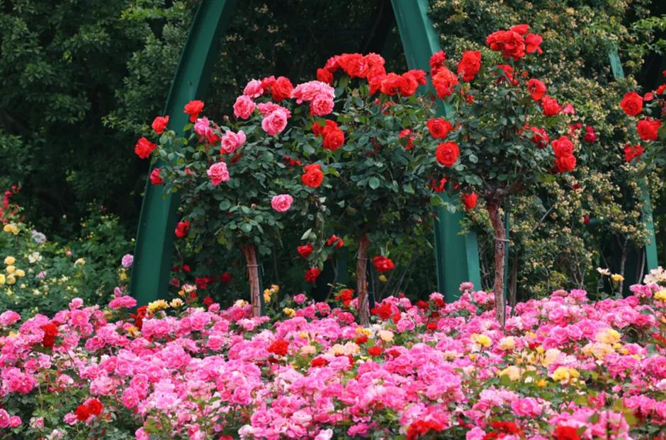 樂遊上海·五一|逛景區,超多精彩帶你玩轉假期