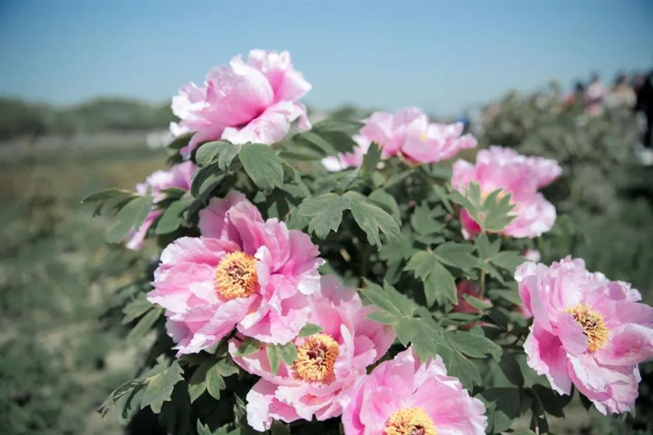 樂遊上海·五一|逛景區,超多精彩帶你玩轉假期