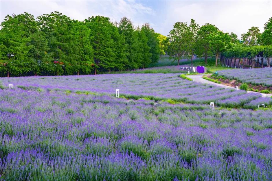 樂遊上海·五一|逛景區,超多精彩帶你玩轉假期