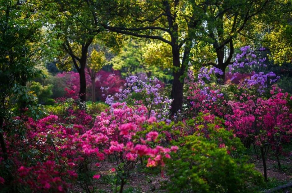 杜鹃花海也来迎五一啦!上海这个免费公园一片姹紫嫣红→
