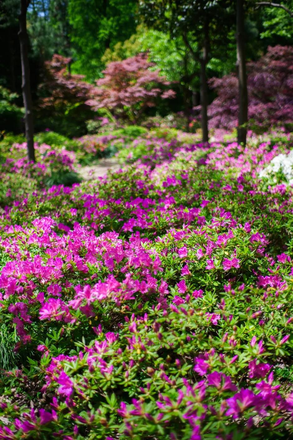 杜鹃花海也来迎五一啦!上海这个免费公园一片姹紫嫣红→