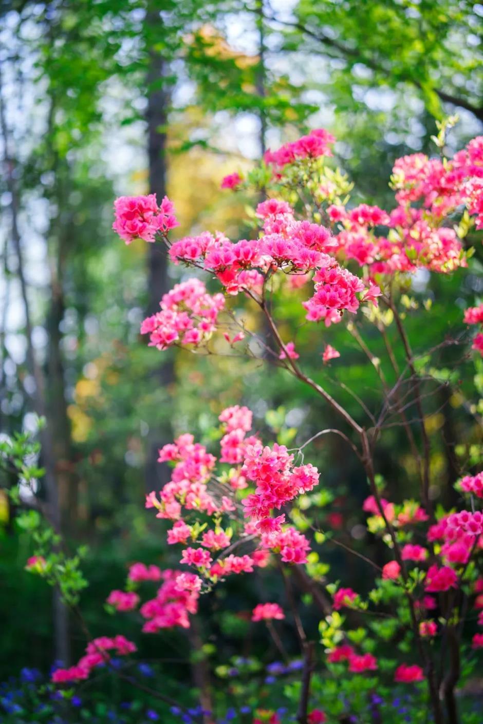 杜鹃花海也来迎五一啦!上海这个免费公园一片姹紫嫣红→