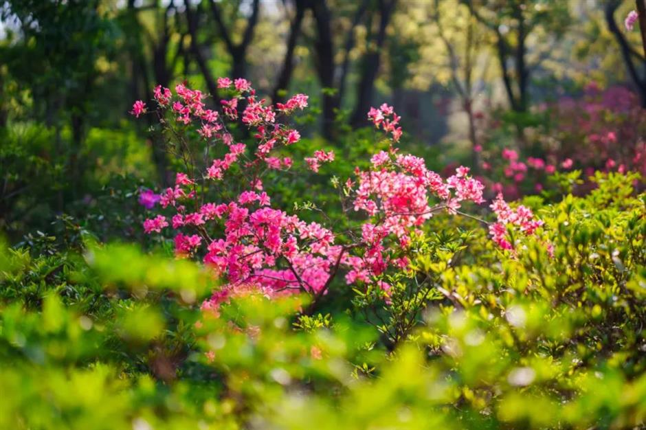 杜鹃花海也来迎五一啦!上海这个免费公园一片姹紫嫣红→