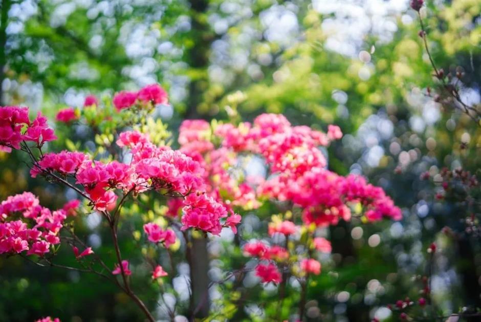 杜鹃花海也来迎五一啦!上海这个免费公园一片姹紫嫣红→
