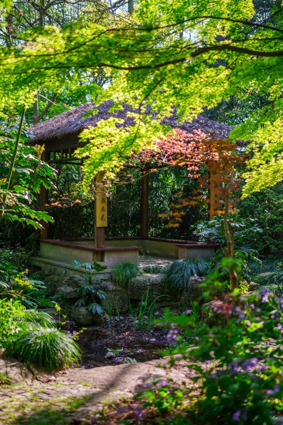 杜鹃花海也来迎五一啦!上海这个免费公园一片姹紫嫣红→