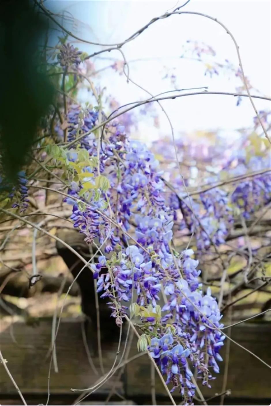 下一個春日頂流,肯定是TA!