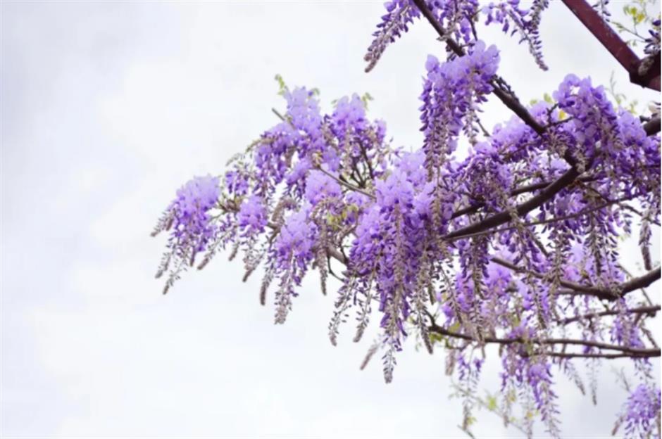 下一個春日頂流,肯定是TA!