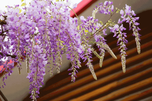 下一個春日頂流,肯定是TA!