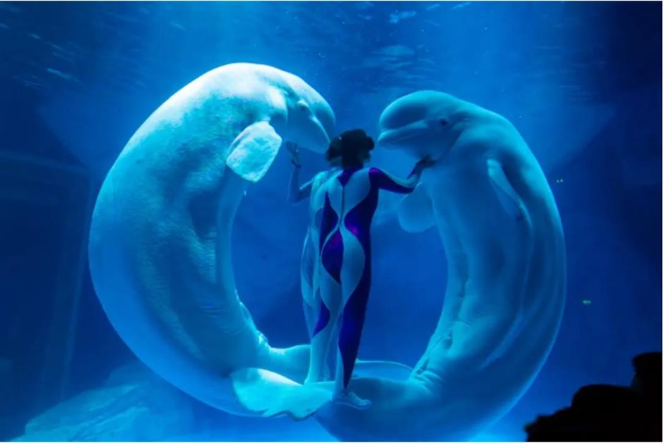 乐游上海·五一: 赏烟花、看虎鲸、观人鱼、遇国风