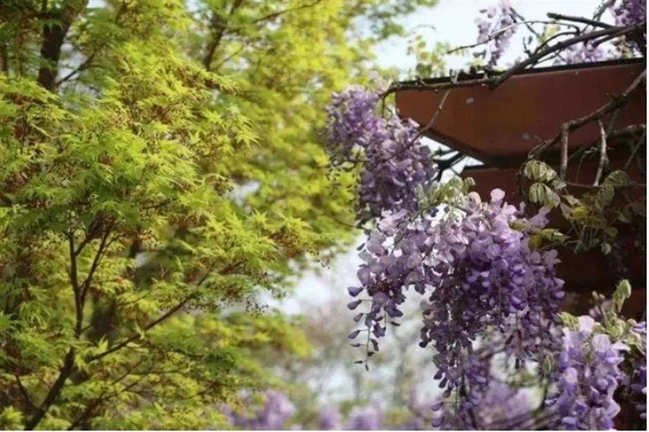 下一個春日頂流,肯定是TA!