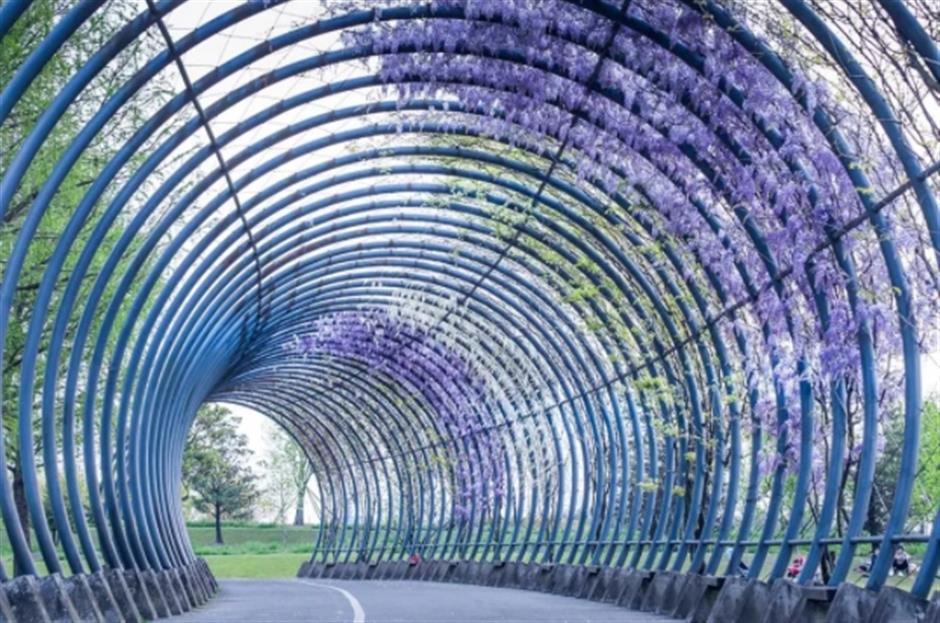 下一個春日頂流,肯定是TA!