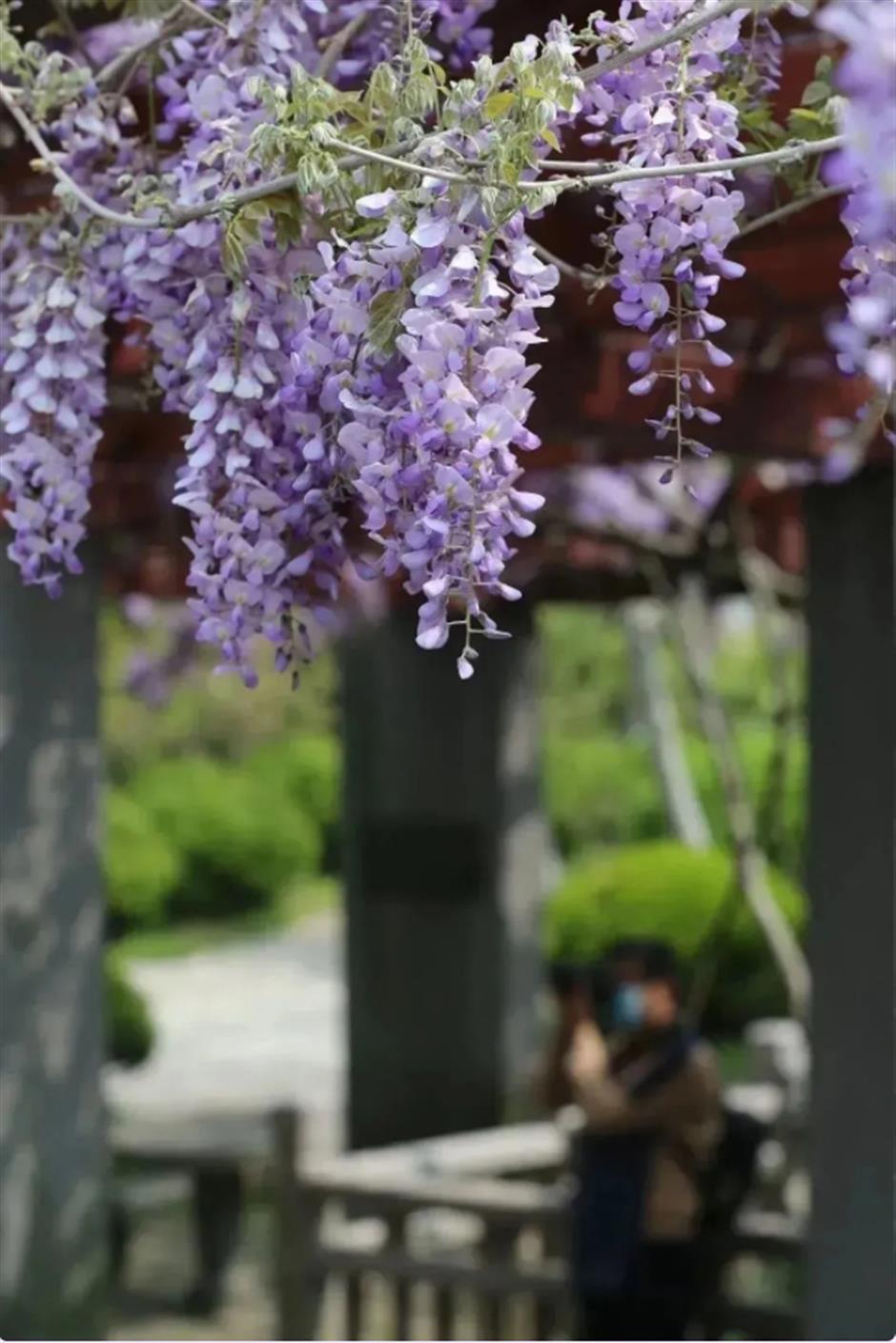 下一個春日頂流,肯定是TA!