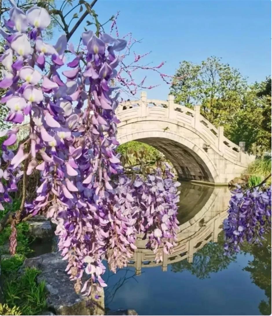 下一個春日頂流,肯定是TA!