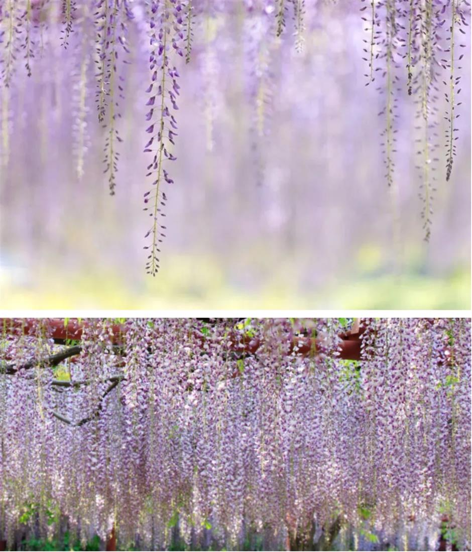 下一個春日頂流,肯定是TA!