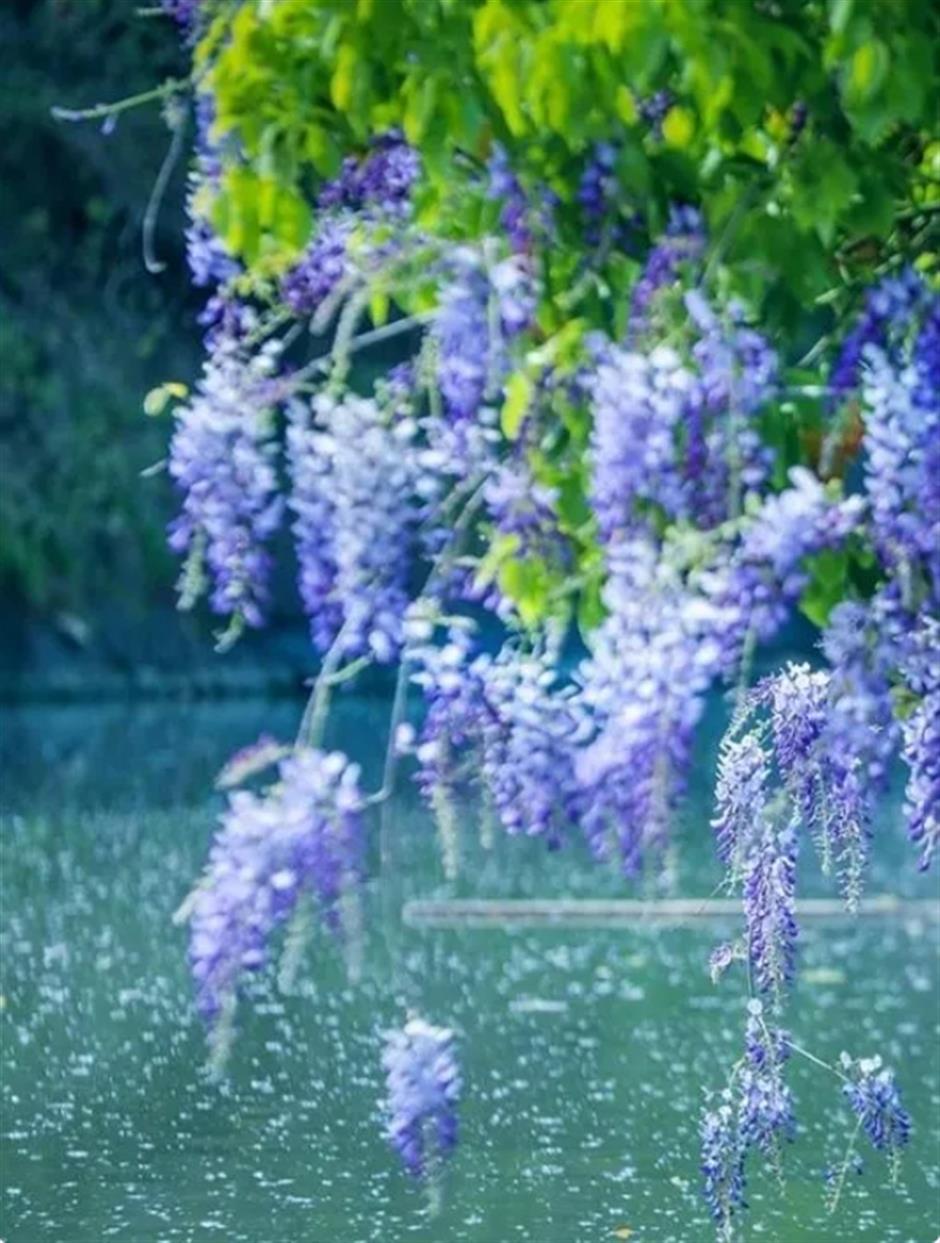 下一個春日頂流,肯定是TA!