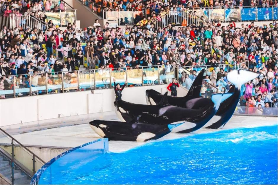 乐游上海·五一: 赏烟花、看虎鲸、观人鱼、遇国风