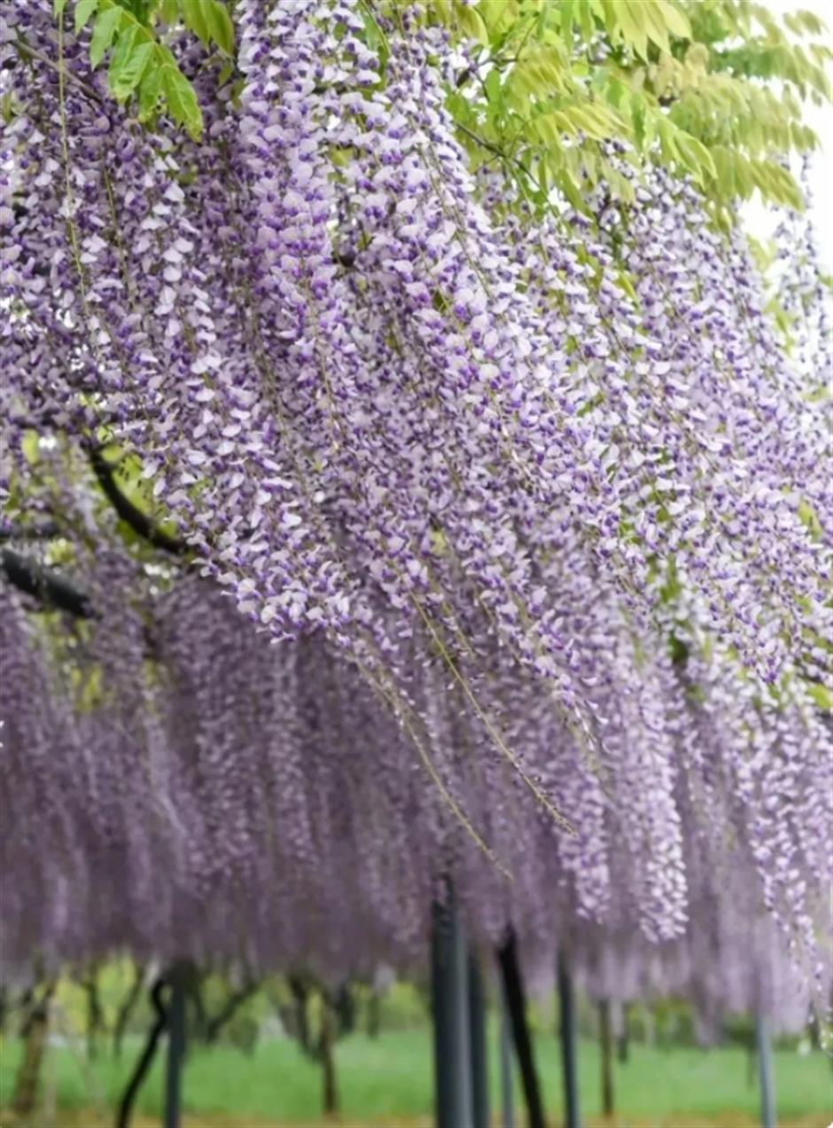 下一個春日頂流,肯定是TA!