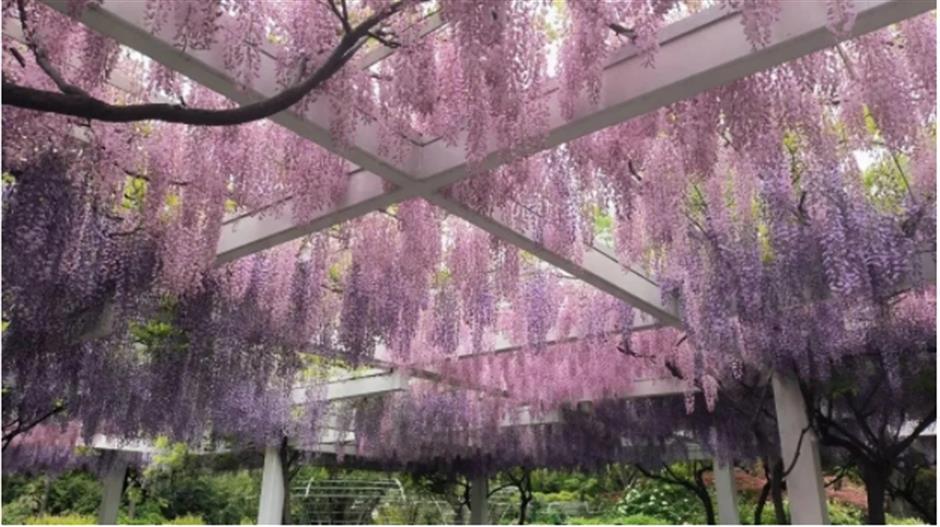 下一個春日頂流,肯定是TA!