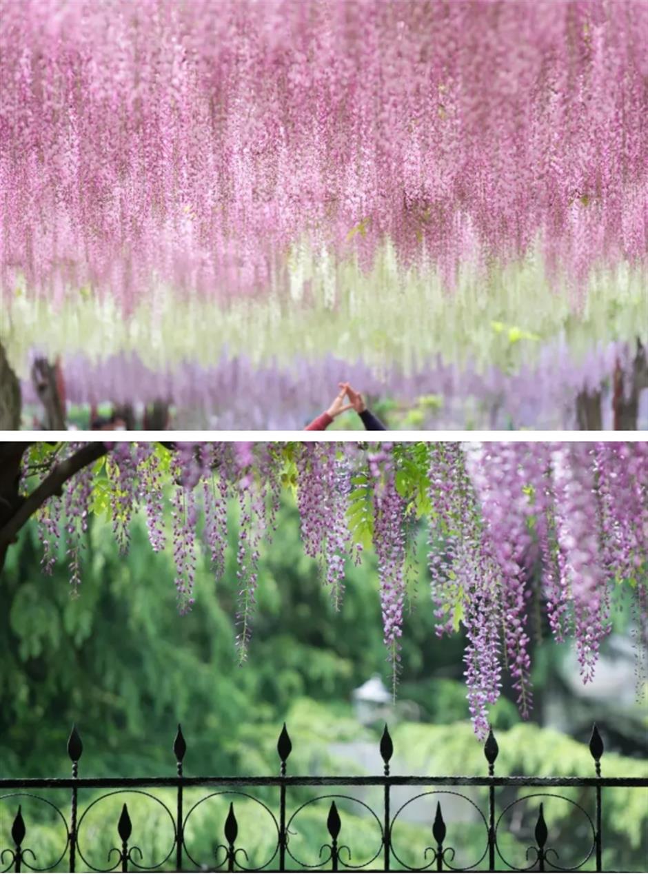 下一個春日頂流,肯定是TA!