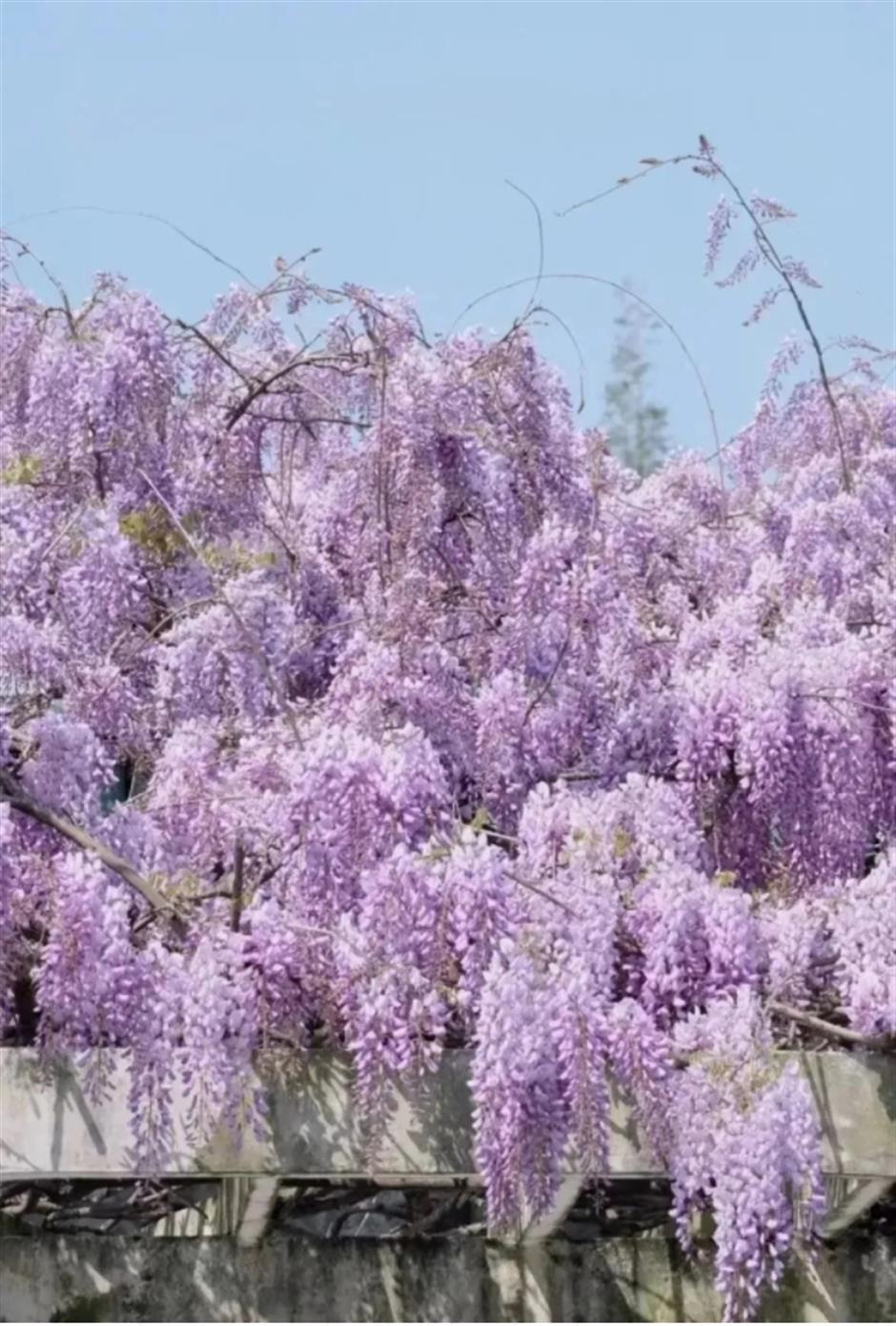 下一個春日頂流,肯定是TA!