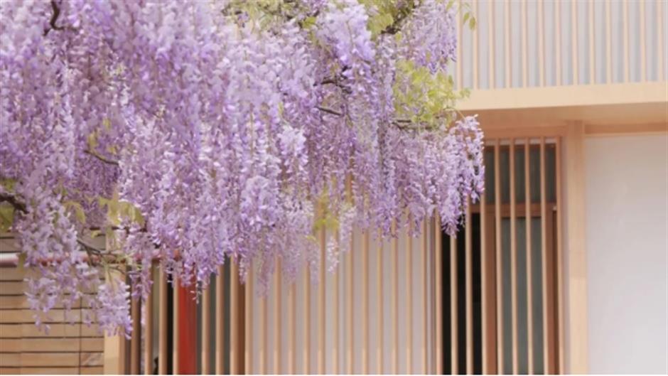 下一個春日頂流,肯定是TA!