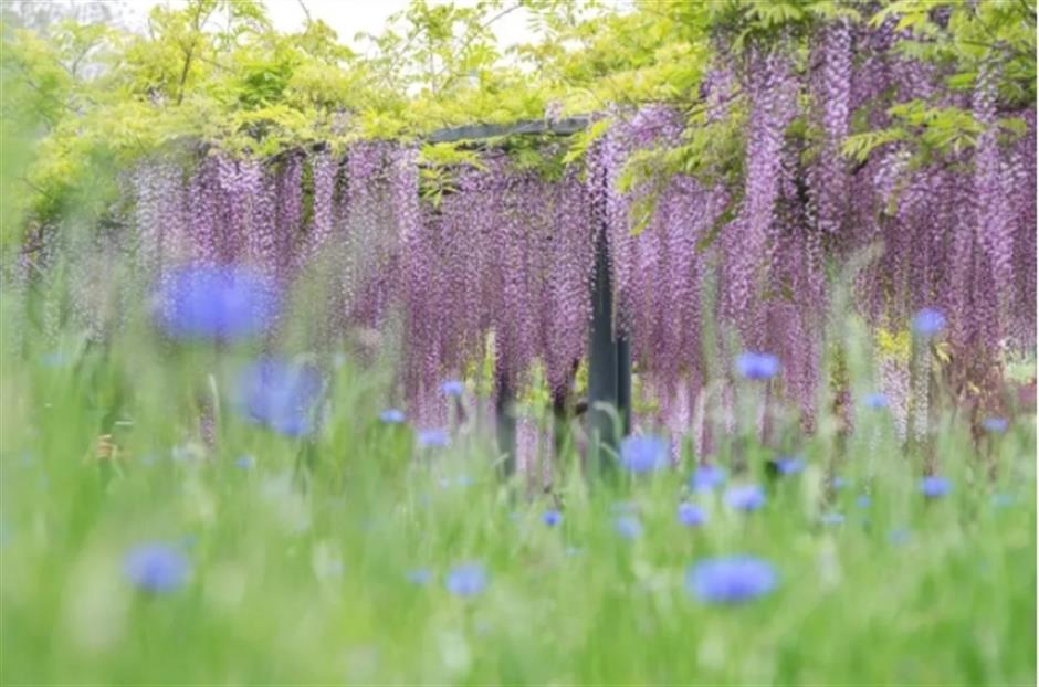 下一個春日頂流,肯定是TA!