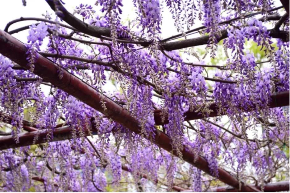 下一個春日頂流,肯定是TA!