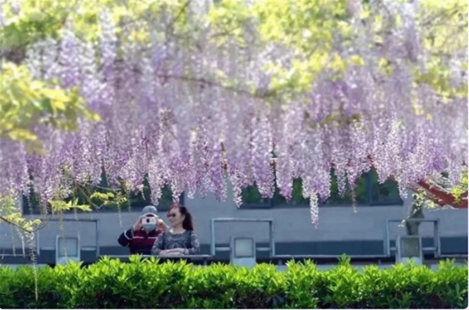 下一個春日頂流,肯定是TA!