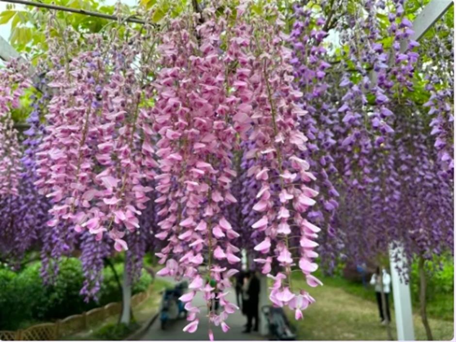 下一個春日頂流,肯定是TA!