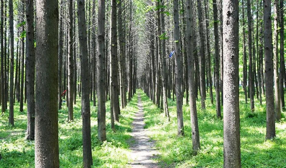 不出上海,独享这片湖泊森林