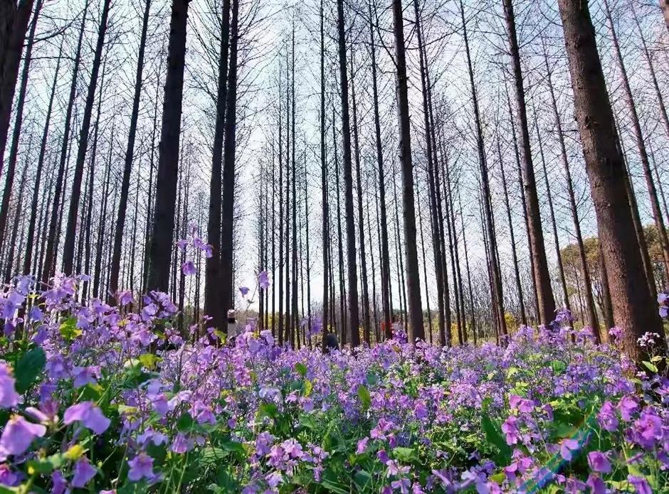 不出上海,独享这片湖泊森林