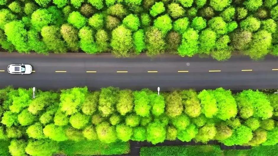 不出上海,独享这片湖泊森林