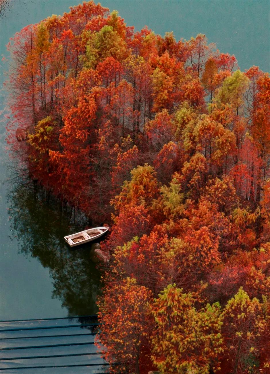 不出上海,独享这片湖泊森林