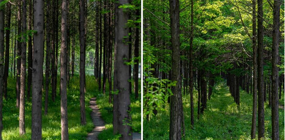 不出上海,独享这片湖泊森林