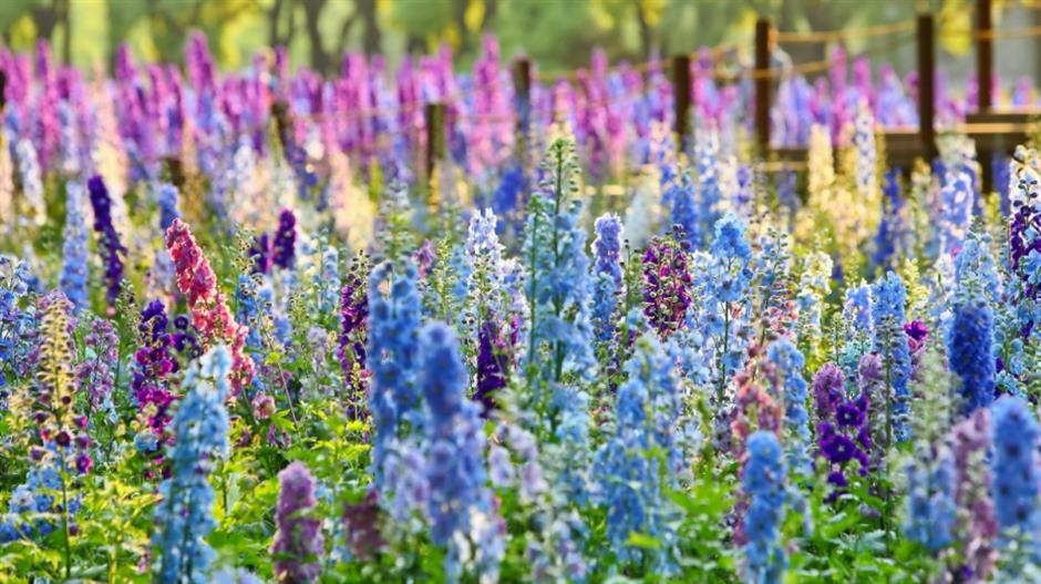 市中心最大的免费公园赏花指南来了