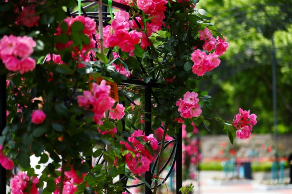 市中心最大的免费公园赏花指南来了