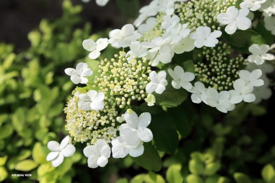 市中心最大的免费公园赏花指南来了