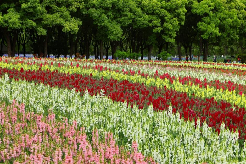 市中心最大的免费公园赏花指南来了