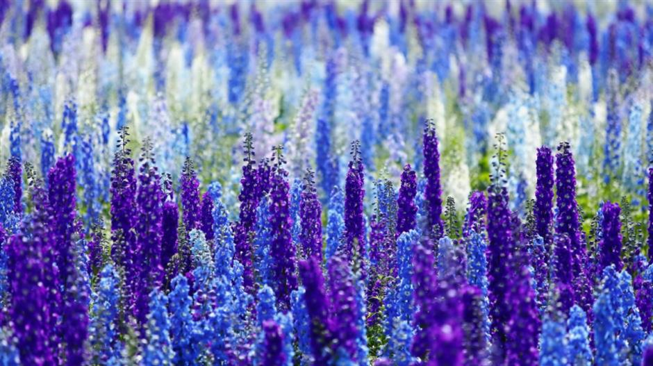 市中心最大的免费公园赏花指南来了