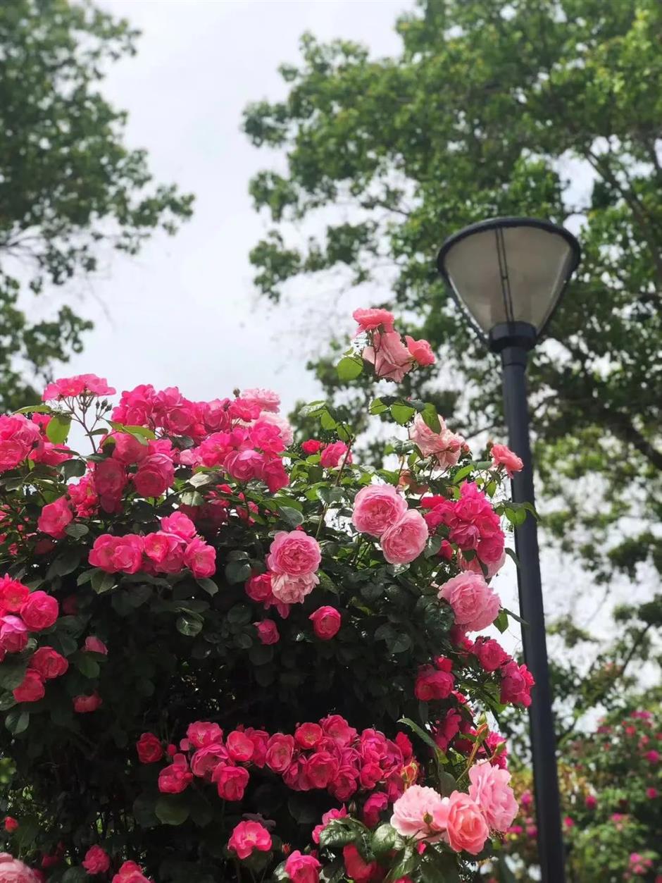 升級玩法,帶你盡賞紫色薰衣草的浪漫